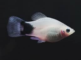 mickey mouse platy white